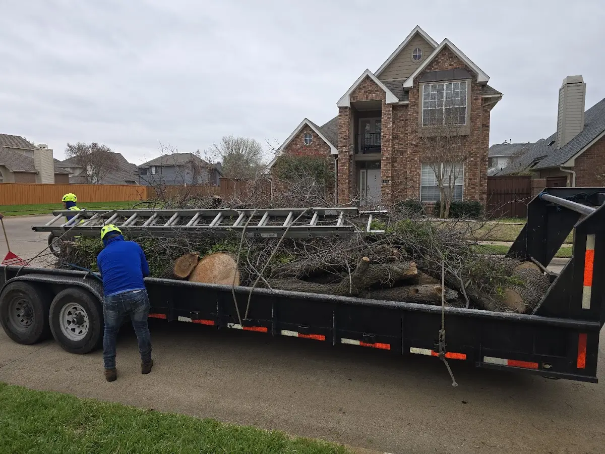 Expert Tree Removal with proper safety equipment in Locust Fork